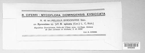 Meliola byrsonimae image